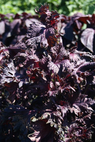 perila, fialová perila, perilla purple,